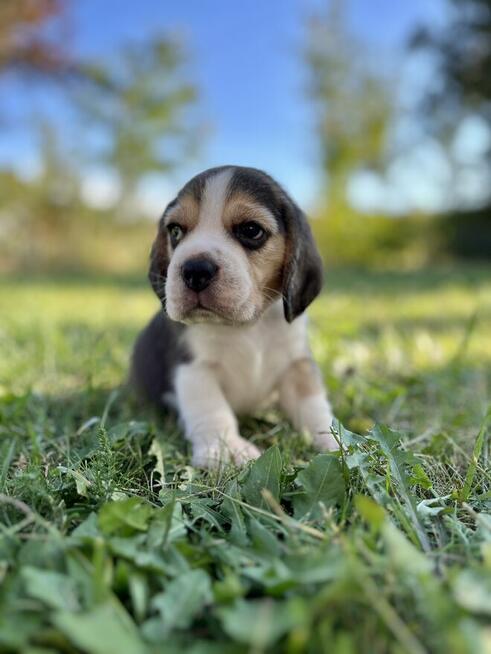Beagle FCI rasowe