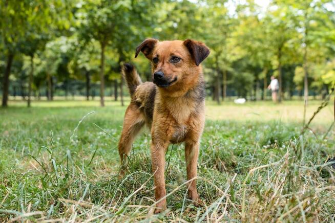 Majla - malutka ruda suczka czeka na cierpliwy dom