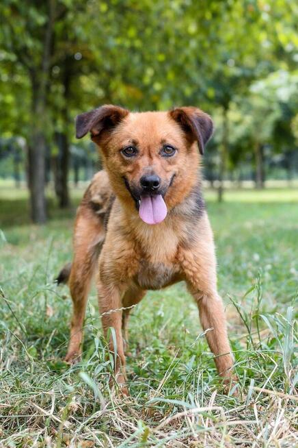 Majla - malutka ruda suczka czeka na cierpliwy dom