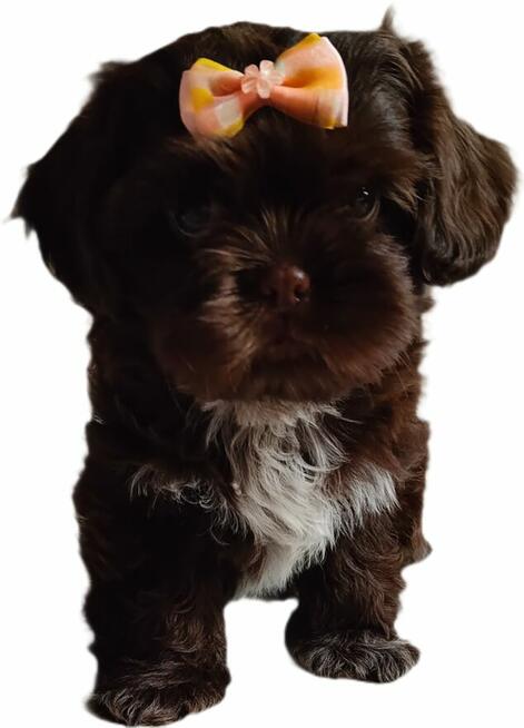 Czekoladowa dziewczynka Shih Tzu gotowa do odbioru