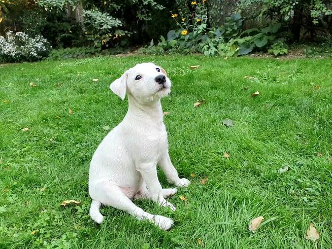 Parson Russell Terrier - suczka