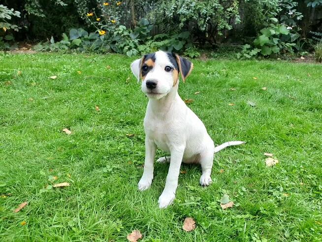 Parson Russell Terrier - suczka