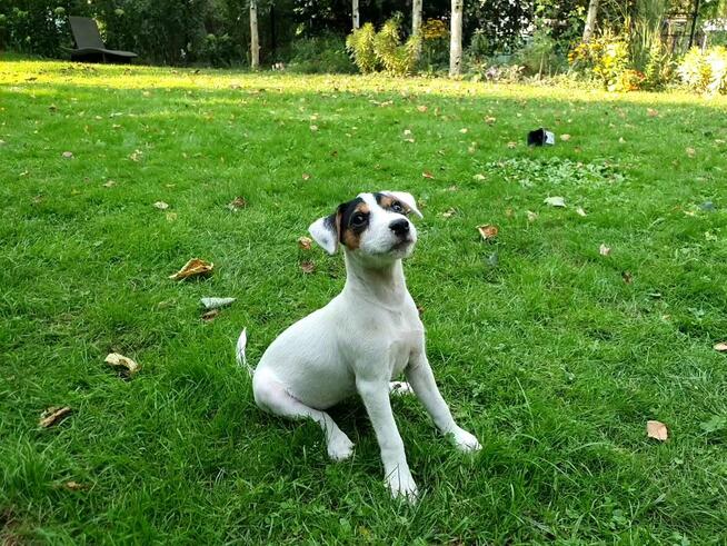 Parson Russell Terrier - suczka