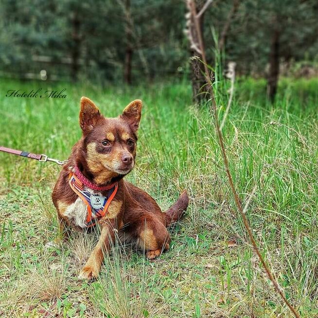 Młoda śliczna rezolutna sunia poleca się do adopcji