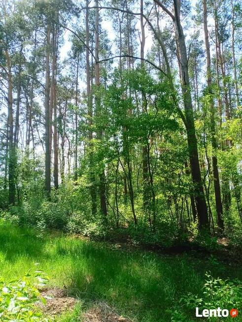 Sprzedam wyjątkową działkę przy lesie w Borach Tucholskich