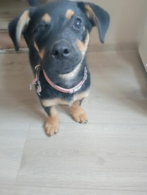 Oddam suczkę 2 miesięczna