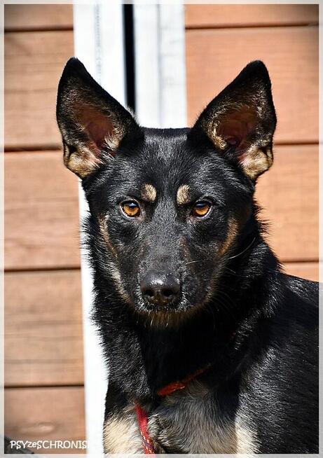 Zatura: pozytywna suczka skora do współpracy i zabawy!