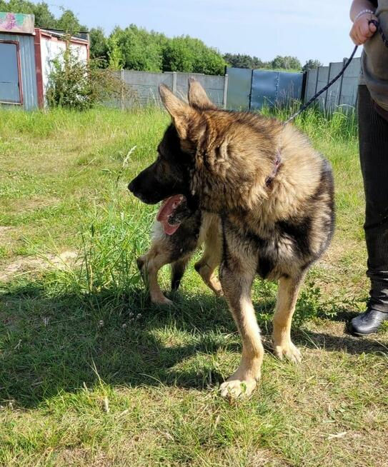 Wojtuś szuka najlepszego domu