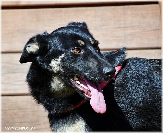 Zatura: pozytywna suczka skora do współpracy i zabawy!