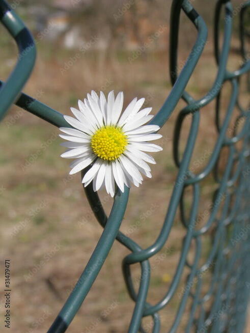 Siatka ocynk+pcv 2/3.1mm 1.5m-13 zł I Mocna I Gruba I Montaż