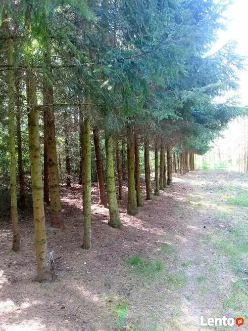 Sprzedam wyjątkową działkę przy lesie w Borach Tucholskich