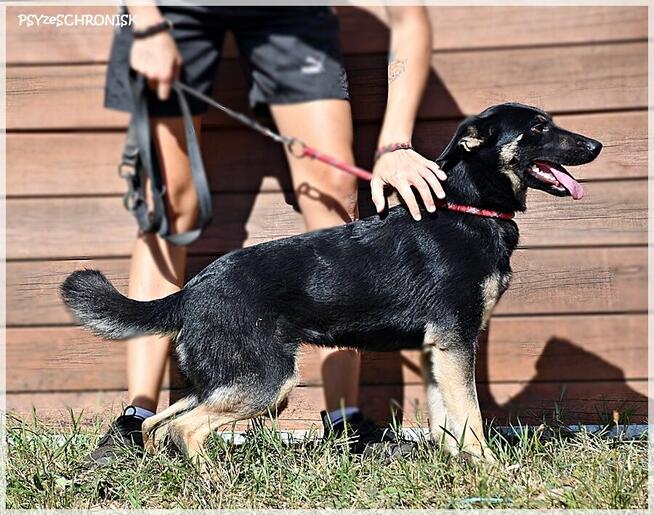 Zatura: pozytywna suczka skora do współpracy i zabawy!