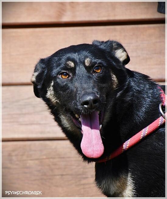 Zatura: pozytywna suczka skora do współpracy i zabawy!