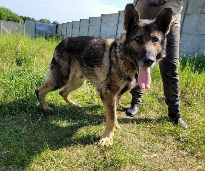 Wojtuś szuka najlepszego domu