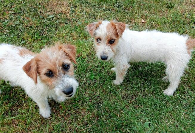 Jack Russell Terrier