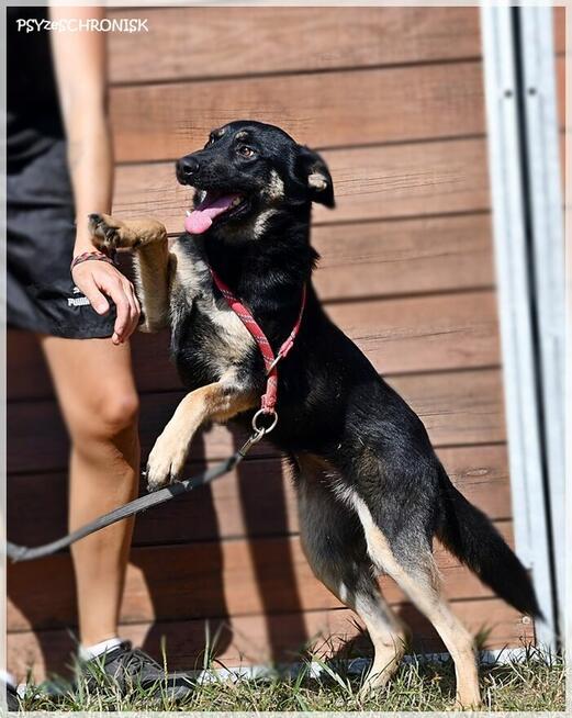 Zatura: pozytywna suczka skora do współpracy i zabawy!