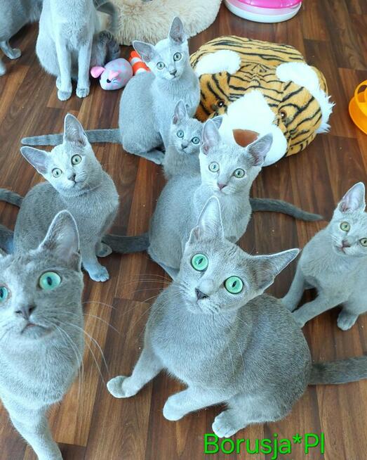 Kocięta rosyjskie niebieskie z rodowodem=Katowice