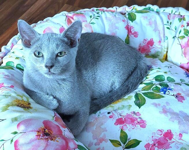 Kocięta rosyjskie niebieskie z rodowodem=Katowice