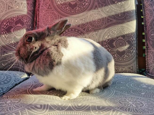 Królik Luna