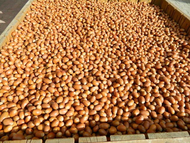 Żołędzie dębu szypułkowego nasiona dębu ( Quercus Robur )