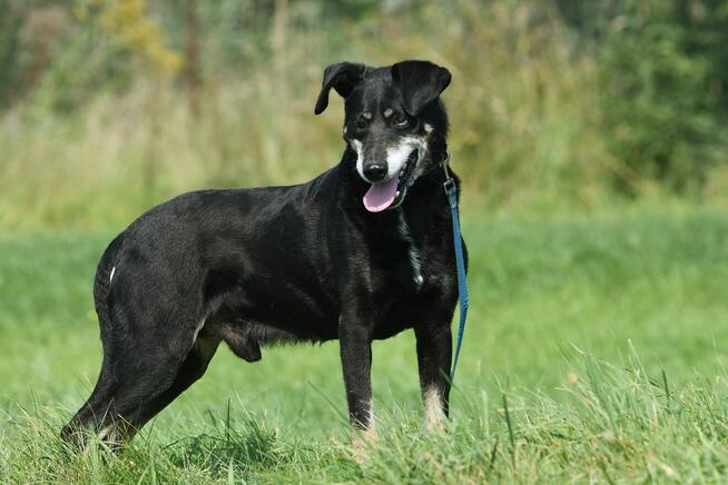 Edek szuka domu, pies