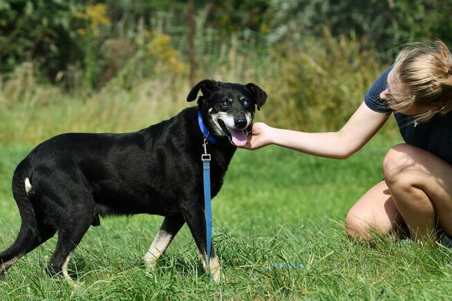 Edek szuka domu, pies