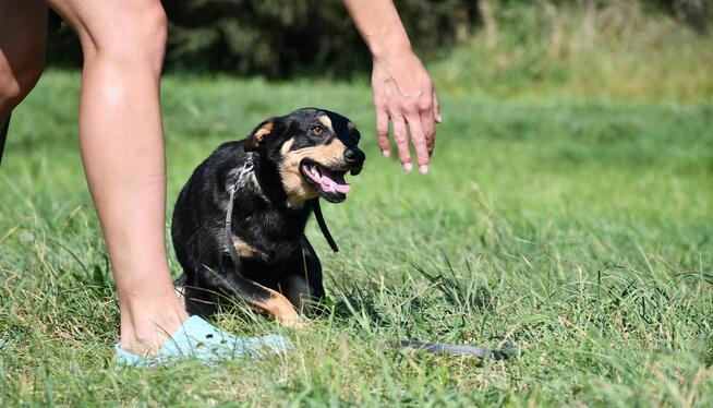 Megi szuka domu, suczka, młoda, mała