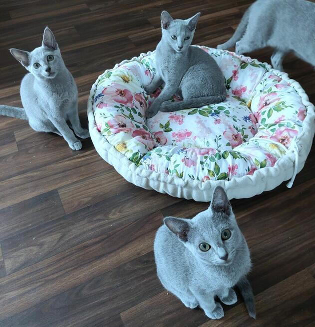 Kocięta rosyjskie niebieskie z rodowodem=Katowice