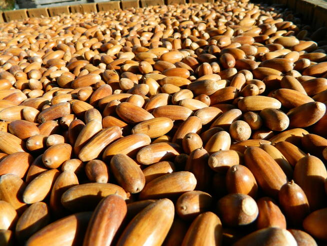 Żołędzie dębu szypułkowego nasiona dębu ( Quercus Robur )