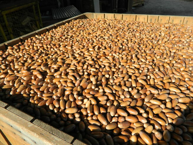 Żołędzie dębu szypułkowego nasiona dębu ( Quercus Robur )