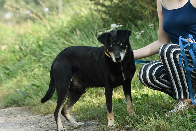 Edek szuka domu, pies