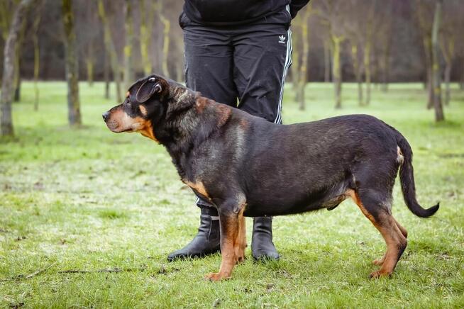 Bandzior-starszy psiak czeka na dom-pokochaj, adoptuj