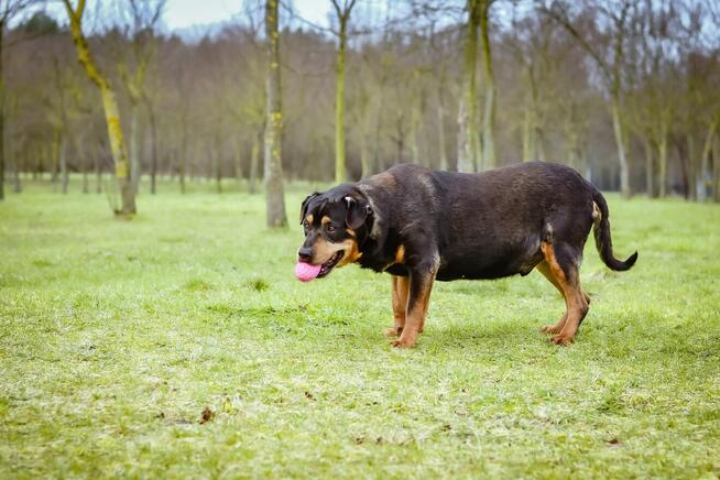Bandzior-starszy psiak czeka na dom-pokochaj, adoptuj