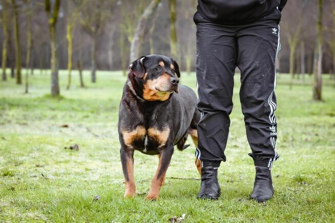 Bandzior-starszy psiak czeka na dom-pokochaj, adoptuj