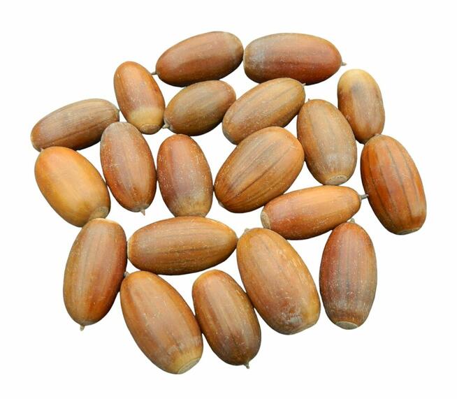 Żołędzie dębu szypułkowego nasiona dębu ( Quercus Robur )