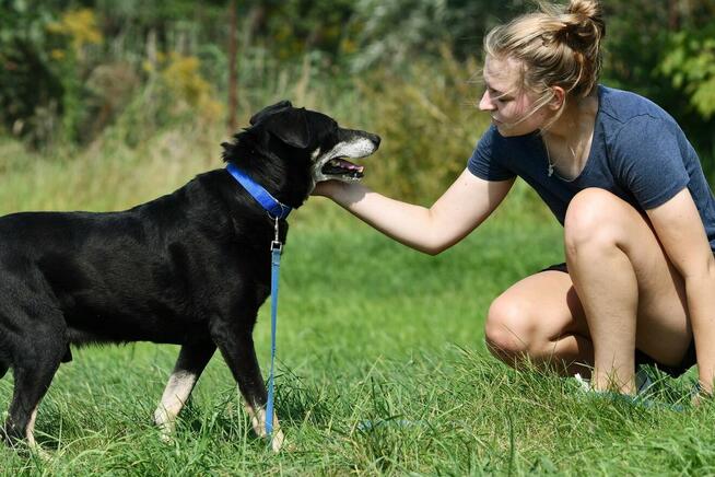 Edek szuka domu, pies