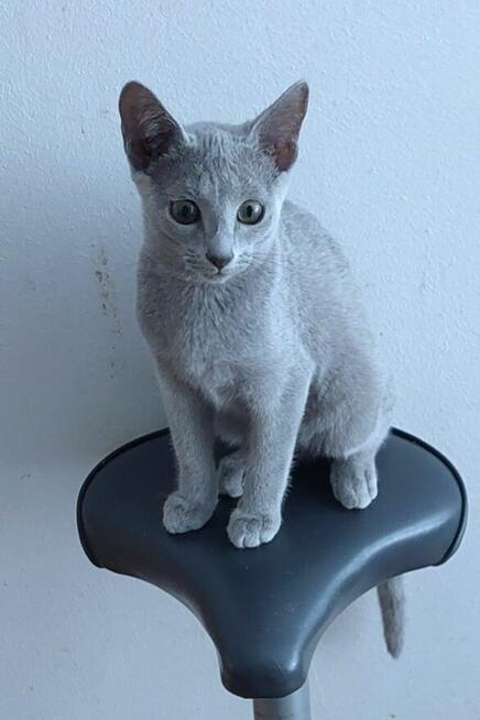 Kocięta rosyjskie niebieskie z rodowodem=Katowice