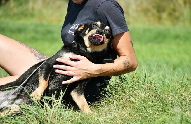 Megi szuka domu, suczka, młoda, mała