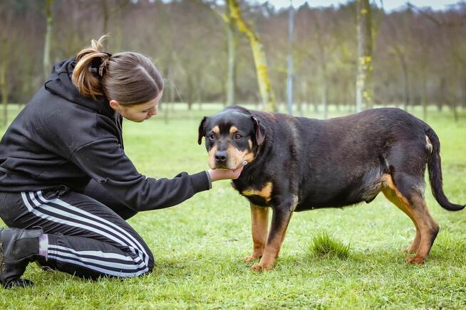 Bandzior-starszy psiak czeka na dom-pokochaj, adoptuj