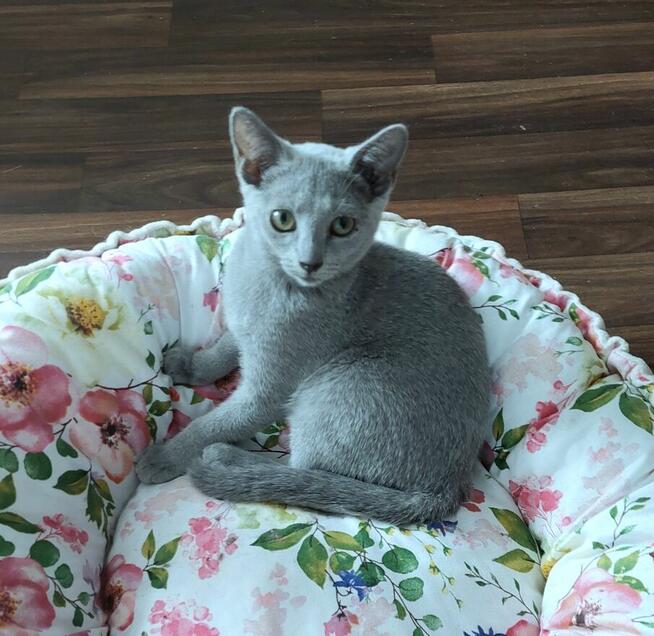 Kocięta rosyjskie niebieskie z rodowodem=Katowice