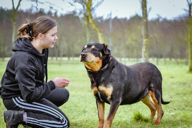 Bandzior-starszy psiak czeka na dom-pokochaj, adoptuj