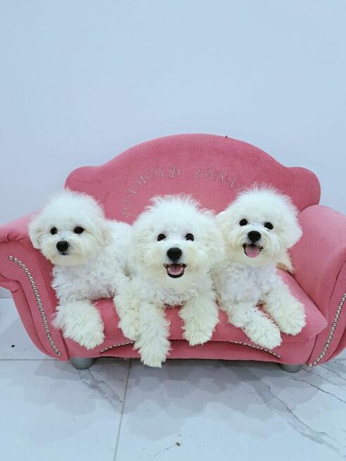 bichon frise szczenięta , hodowla FCI, ZKwP , z rodowodem