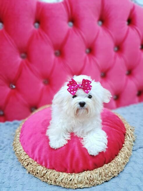 malutkie koreańskie szczenięta maltańczyki FCI/ZKwP, hodowla