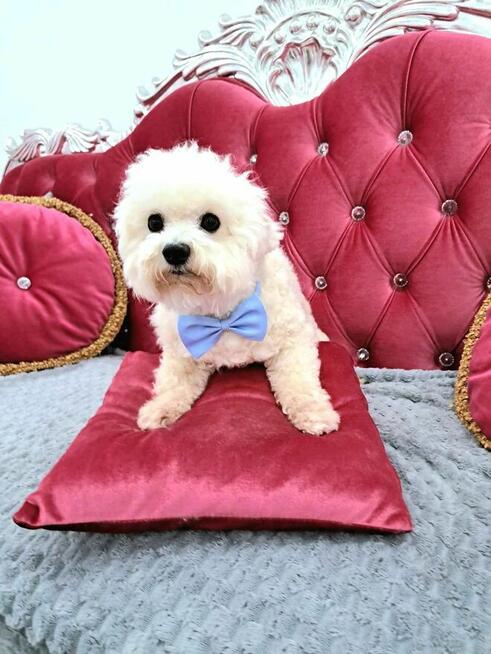 bichon frise szczenięta , hodowla FCI, ZKwP , z rodowodem