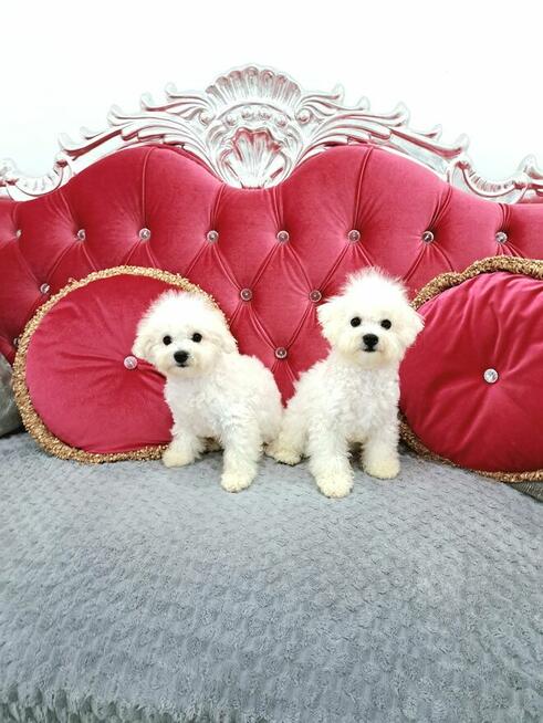 bichon frise szczenięta , hodowla FCI, ZKwP , z rodowodem