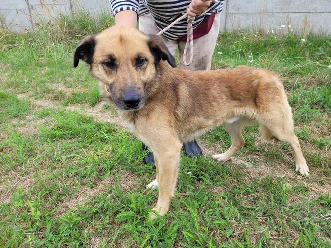Kubuś do adopcji