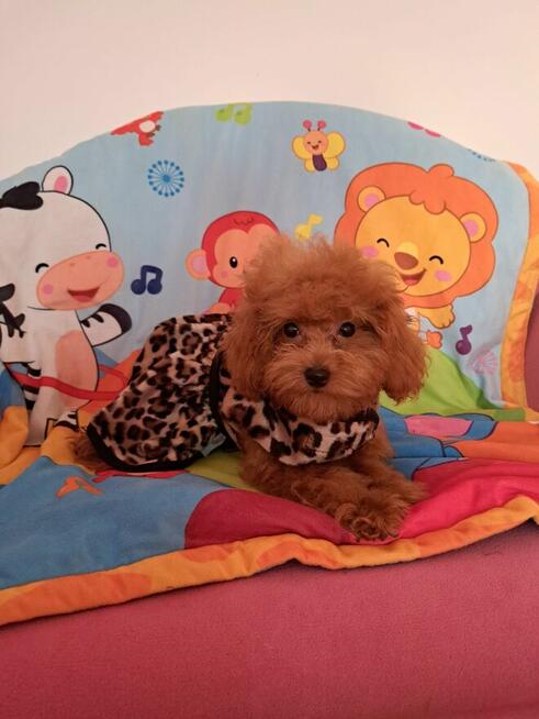 pudel toy red z rodowodem FCI/ZKwP