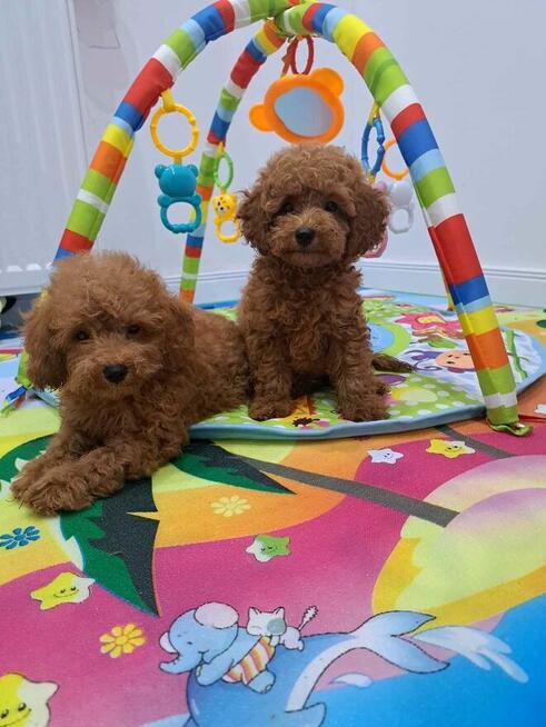 pudel toy red z rodowodem FCI/ZKwP