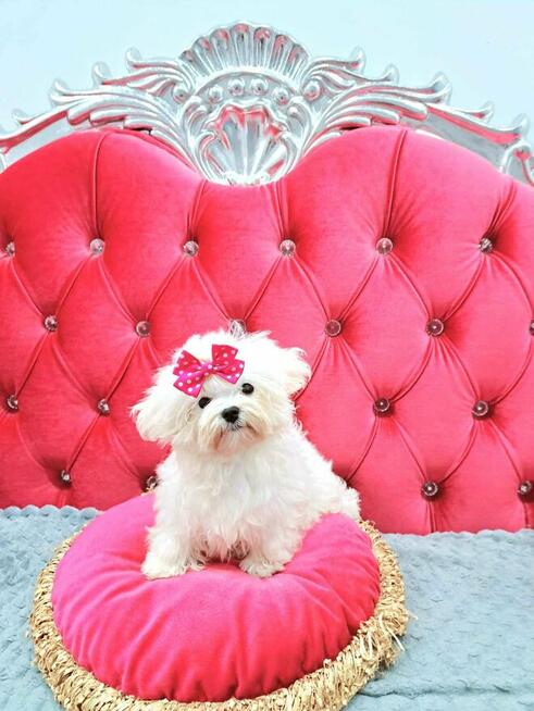 malutkie koreańskie szczenięta maltańczyki FCI/ZKwP, hodowla