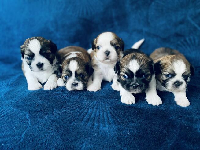 Shih tzu Rodowód ZK PL